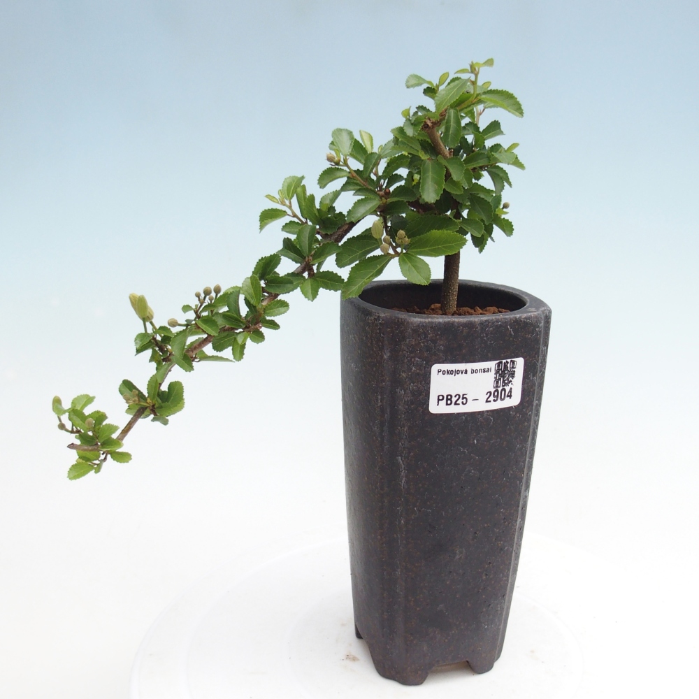 Bonsái de interior - Grewia occidentalis - Estrella de mar lavanda