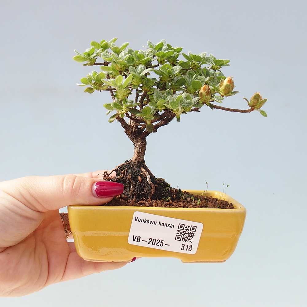 Bonsái de exterior - Rhododendron indicum - Azalea japonesa