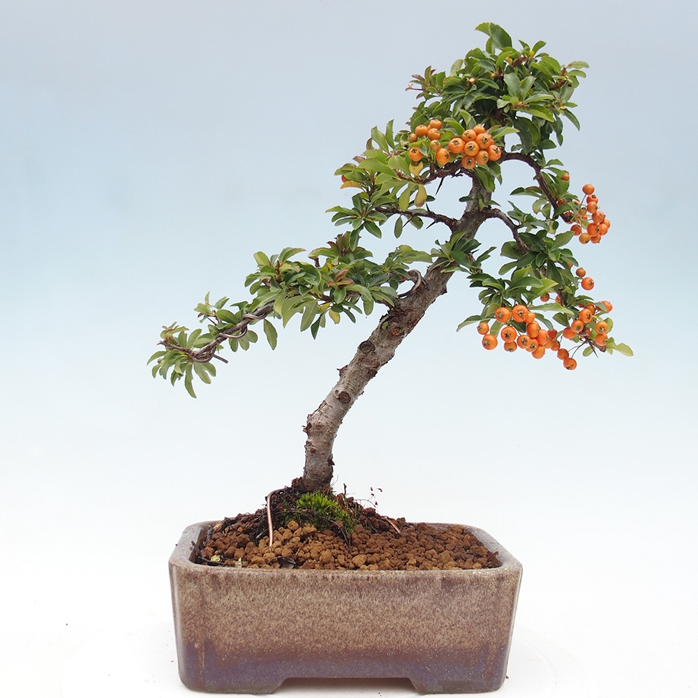 Bonsái de exterior-Pyracantha Teton -Hlox