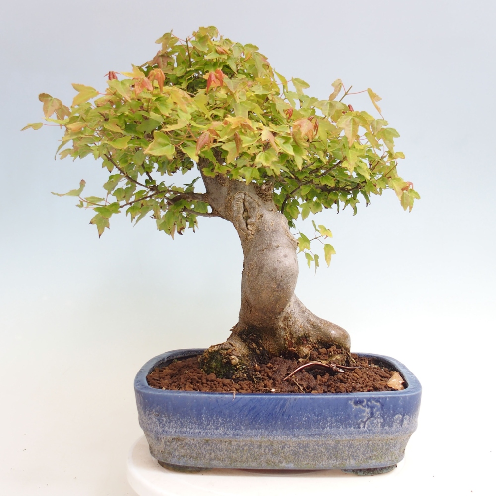 Bonsai de exterior - Acer Buergerianum - Arce hamburgués