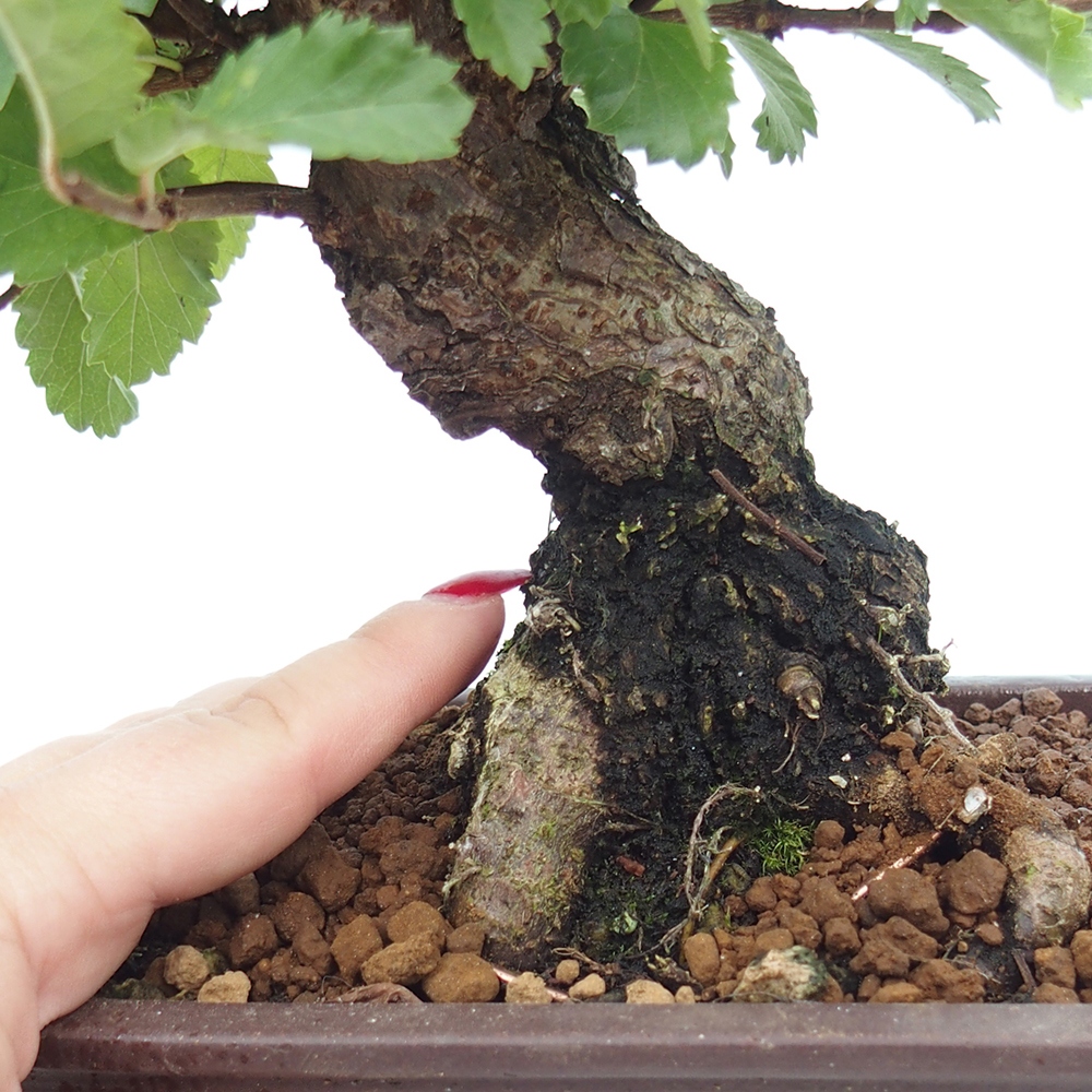 Bonsai de exterior - Zelkova - Zelkova NIRE