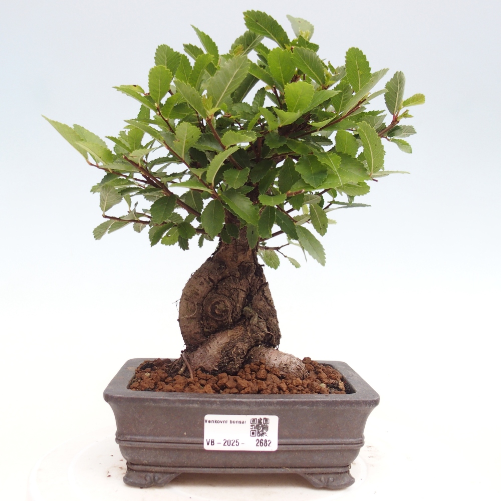Bonsai de exterior - Zelkova - Zelkova NIRE