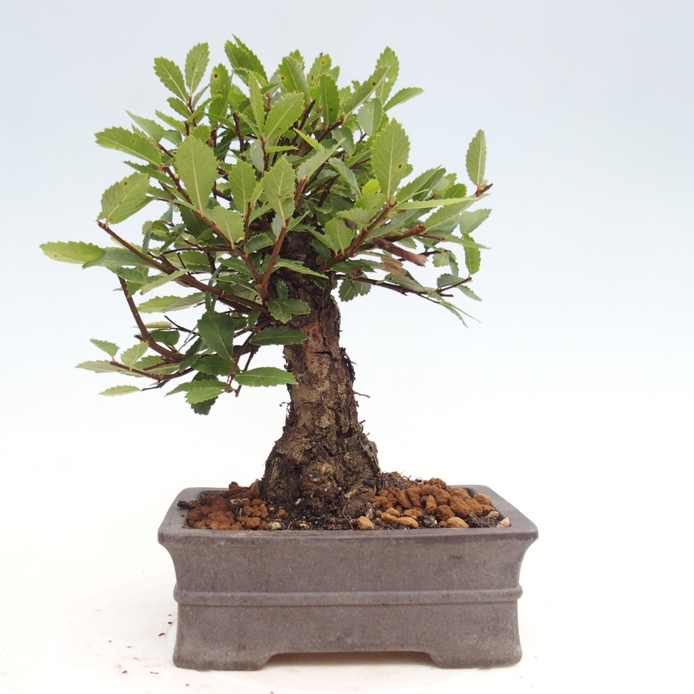 Bonsai de exterior - Zelkova - Zelkova NIRE