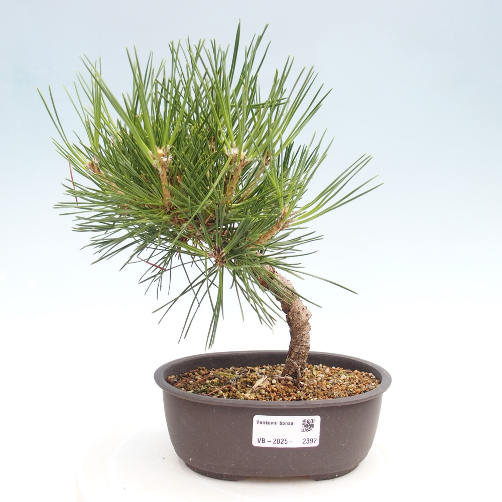 Bonsái de exterior - Pinus thunbergii - Pino Thunberg