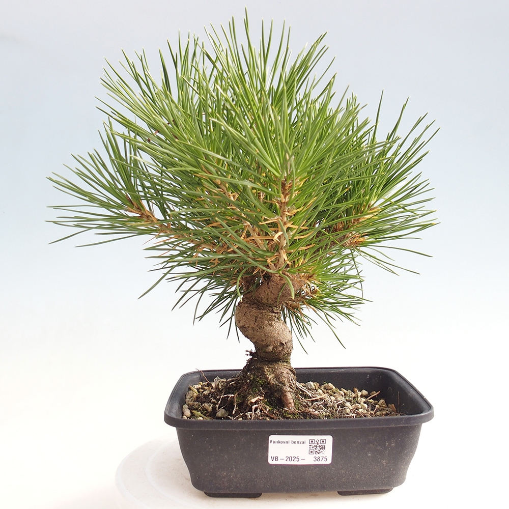 Bonsái de exterior - Pinus thunbergii - Pino Thunberg