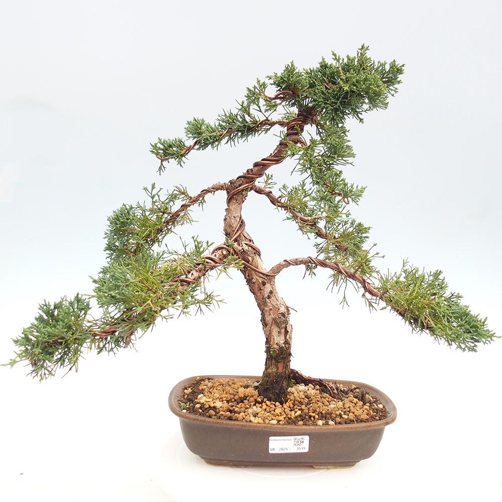 Bonsái de exterior - Juniperus chinensis Kishu