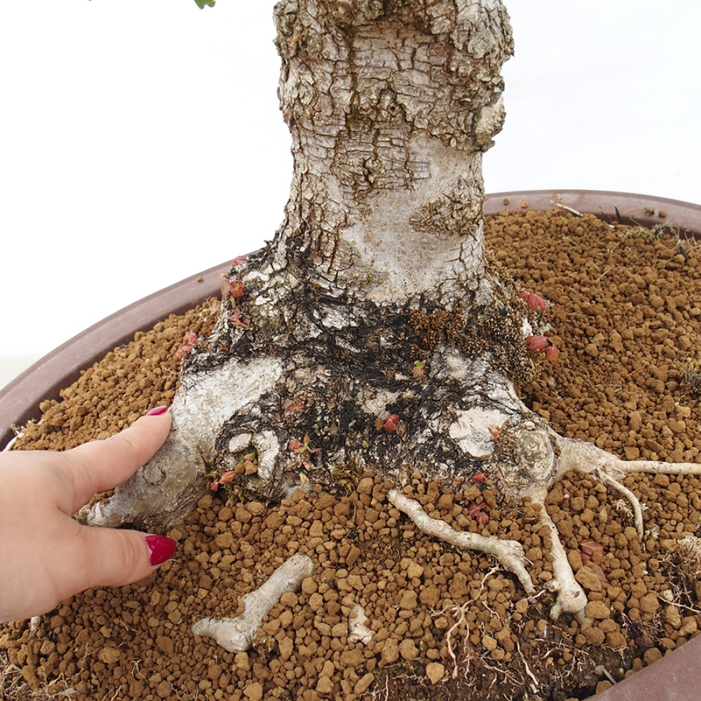 Bonsái de exterior -Javor babyka - Acer campestre