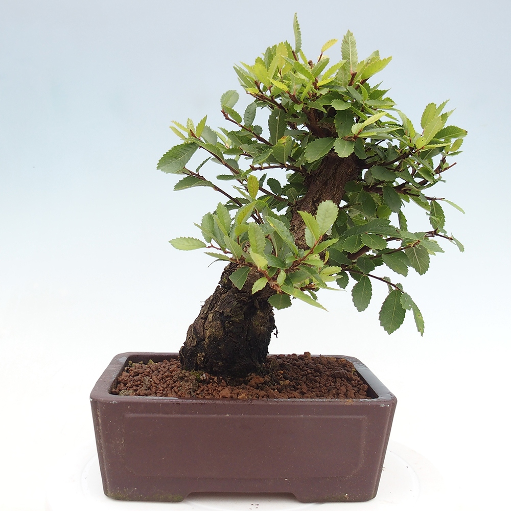 Bonsai de exterior - Zelkova - Zelkova NIRE