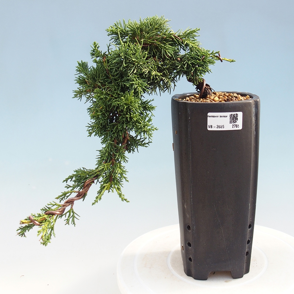 Bonsái de exterior - Juniperus chinensis Kishu