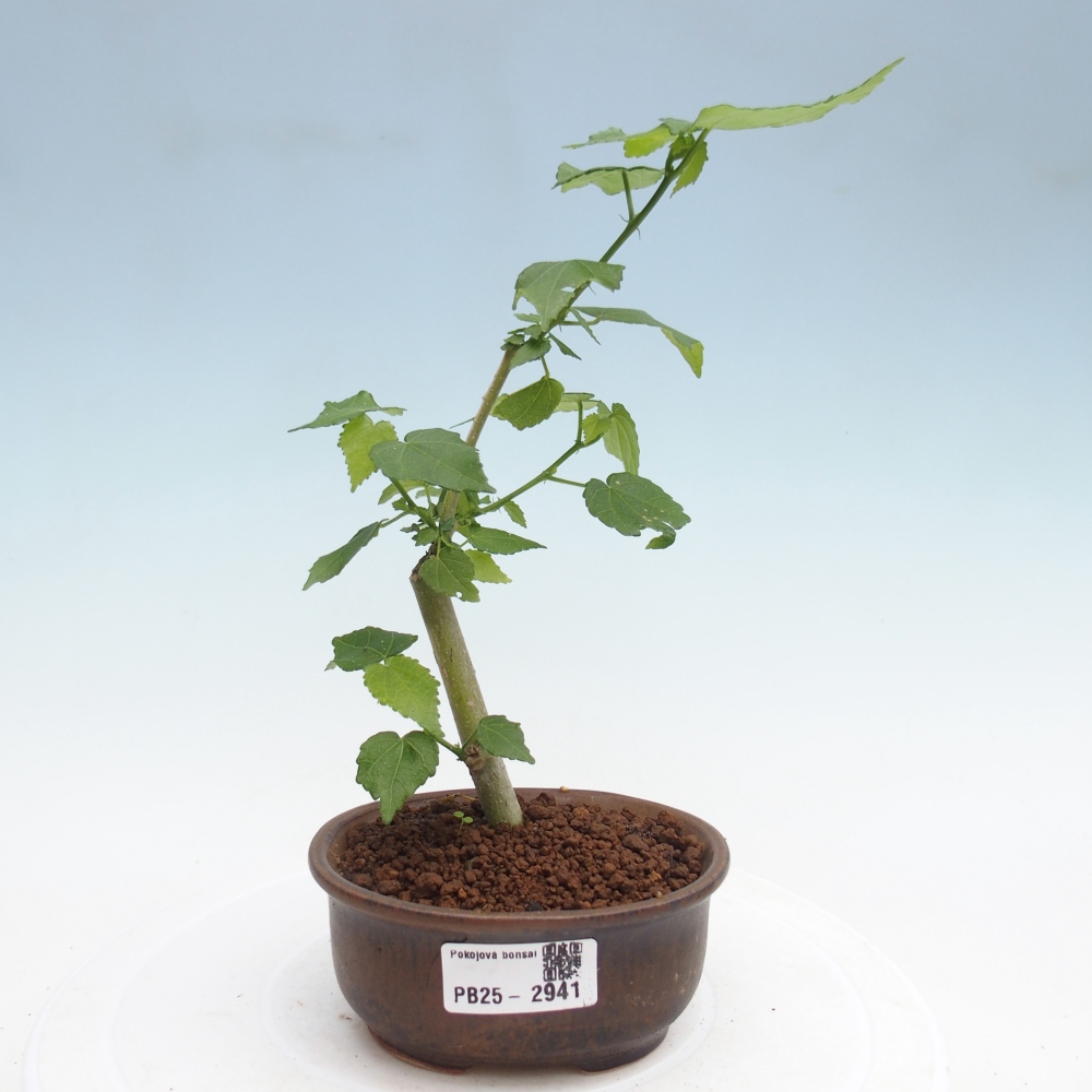 Bonsái de interior - Malvaviscus arboreus