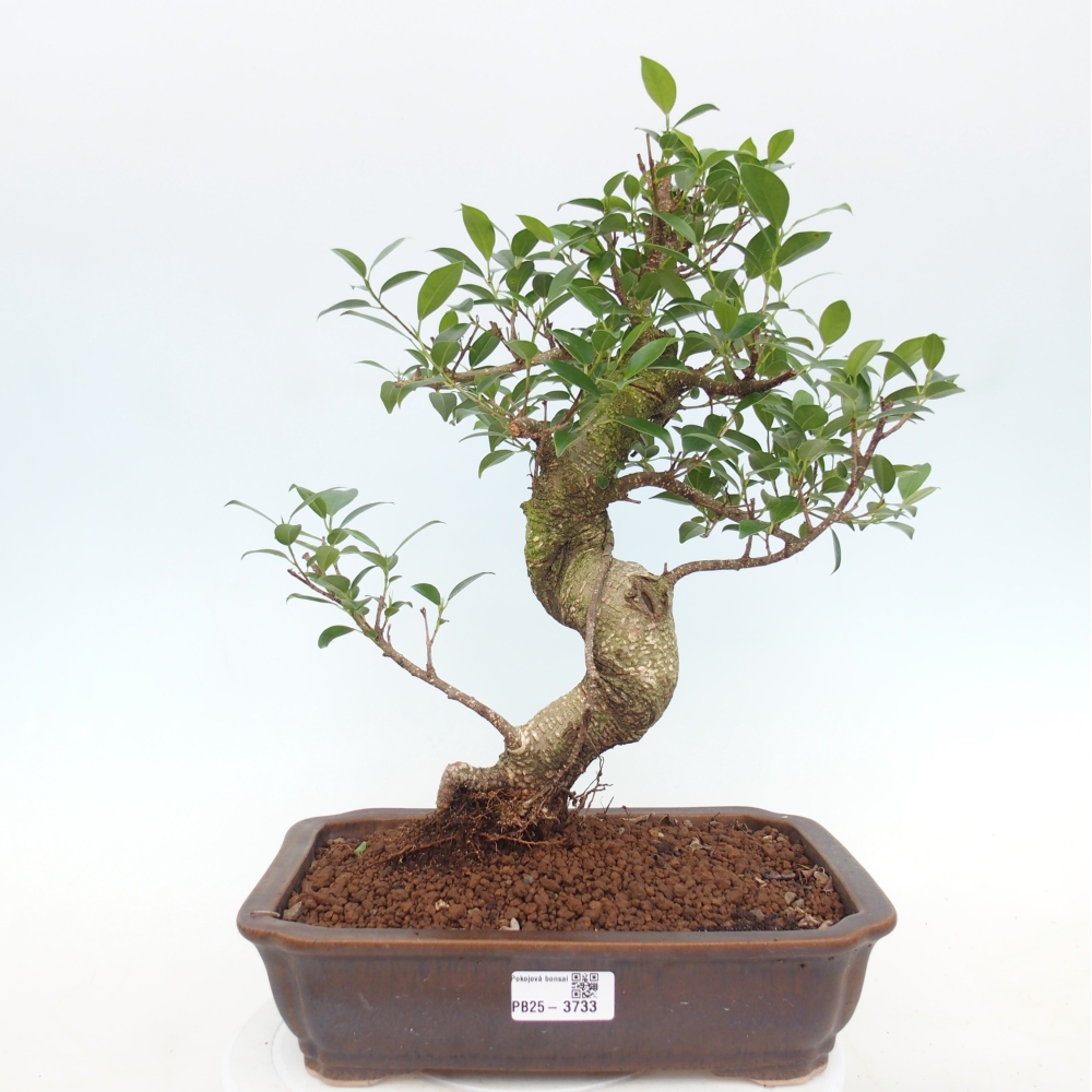 Bonsái de habitación - Ficus kimmen - ficus de hoja pequeña