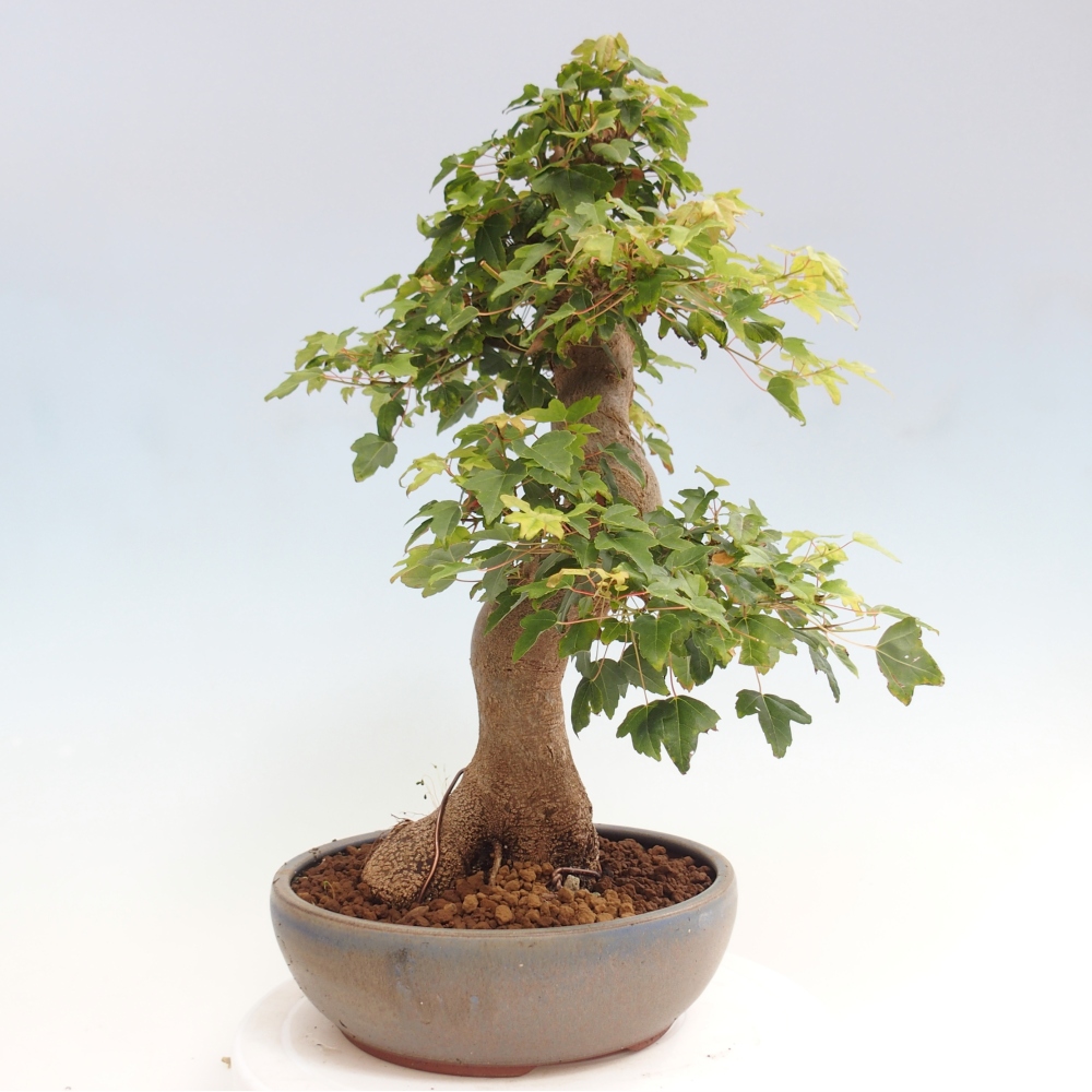 Bonsai de exterior - Acer Buergerianum - Arce hamburgués