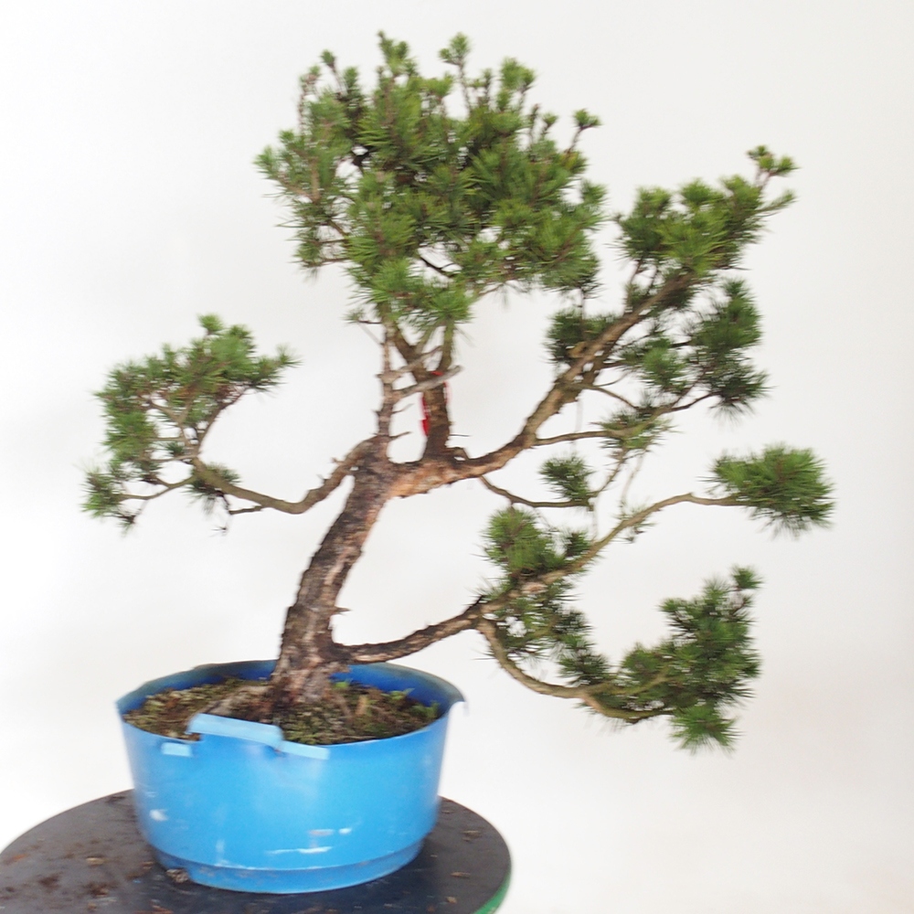 Yamadori - Pinus sylvestris España