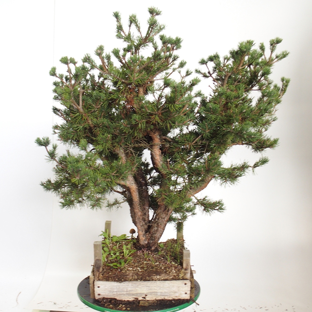 Yamadori - Pinus sylvestris España