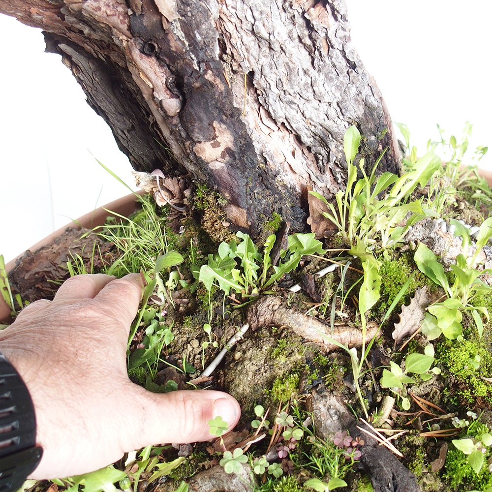 Yamadori - Pinus sylvestris España