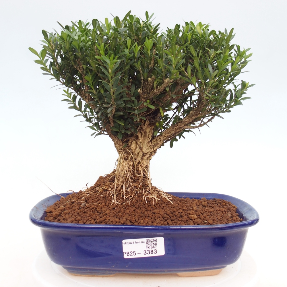 Bonsái de habitación - Buxus harlandii - buxus de corcho