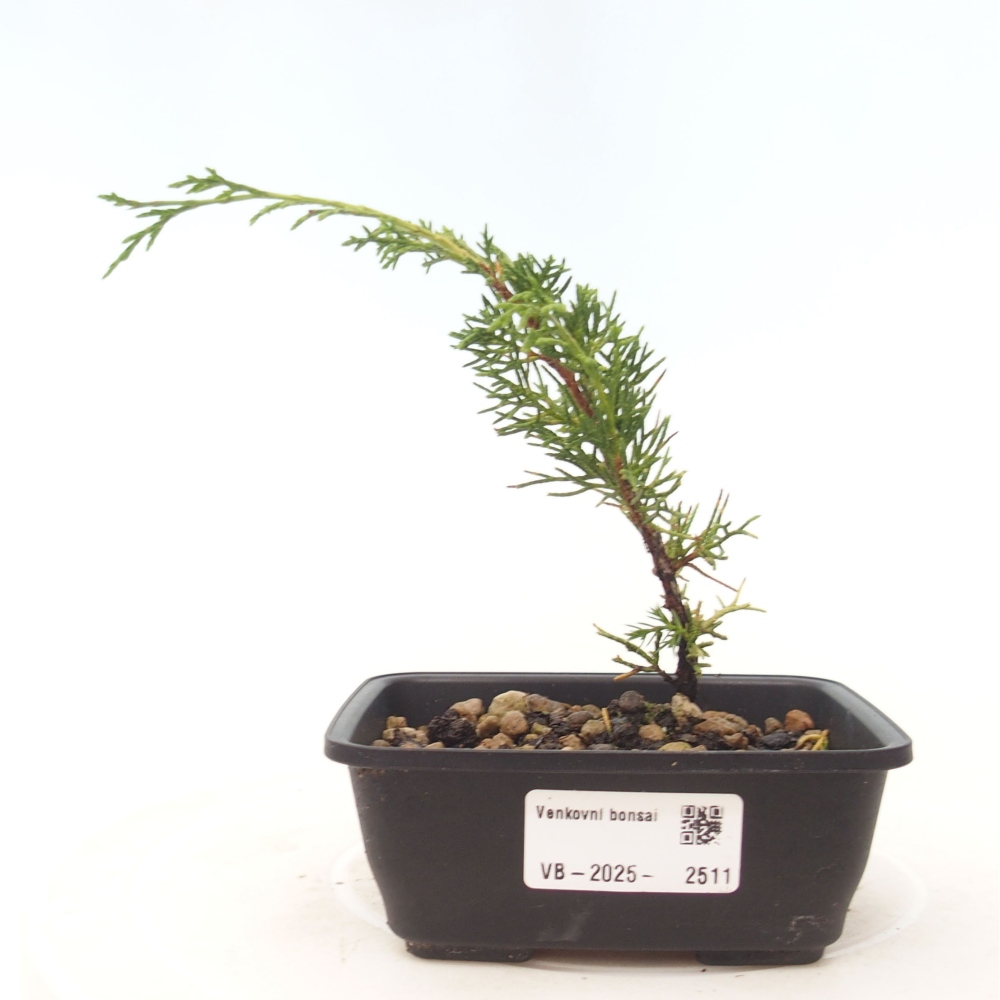 Bonsái de exterior - Juniperus chinensis Itoigawa
