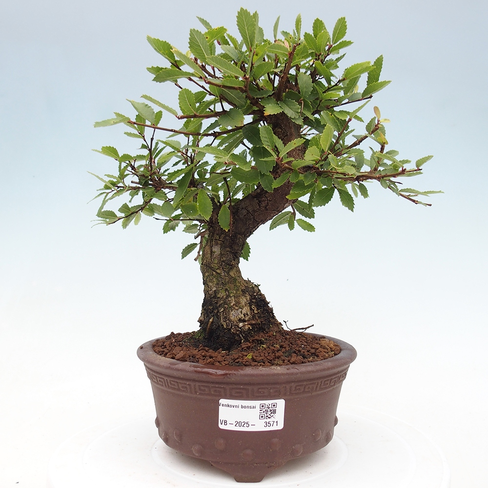 Bonsai de exterior - Zelkova - Zelkova NIRE