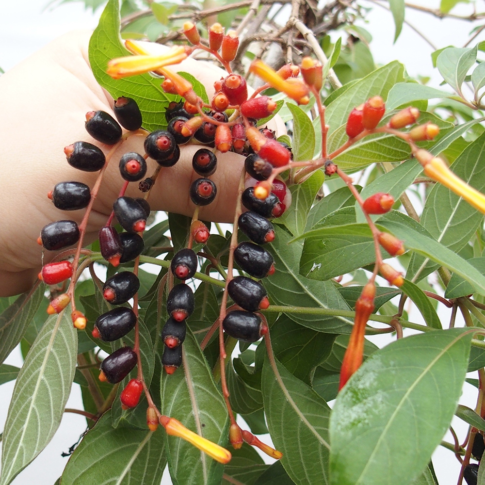 Bonsái de habitación - Patente Hamelia