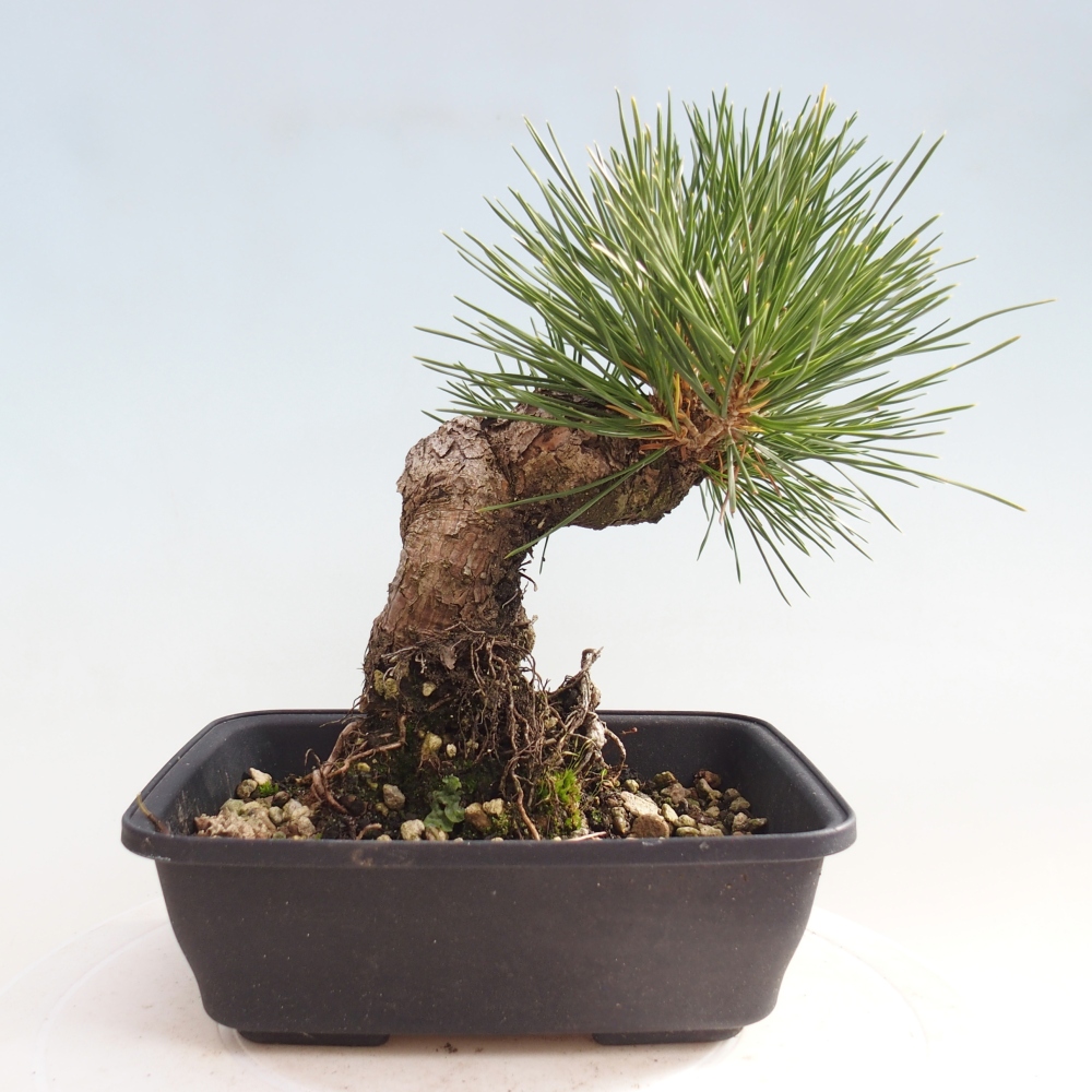 Bonsái de exterior - Pinus thunbergii - Pino Thunberg