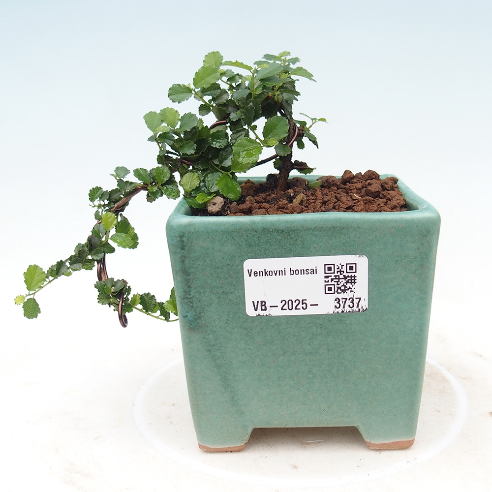 Bonsái de habitación - Grewia sp. - Grewia malafolia