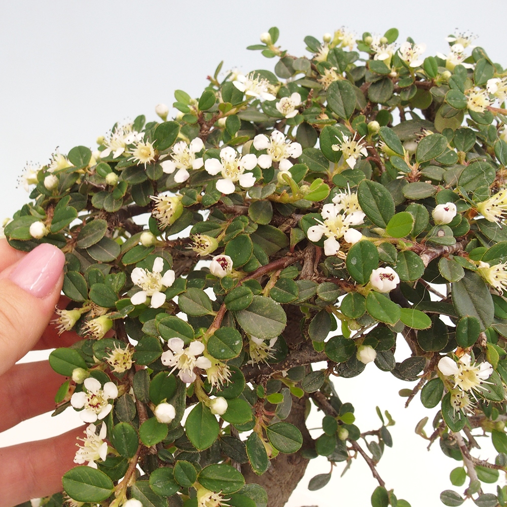 Bonsái de exterior-Cotoneaster dammeri - Damer's Rock