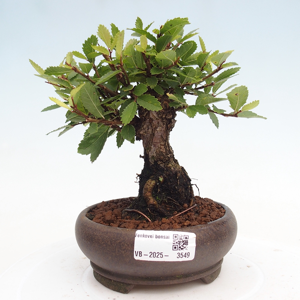 Bonsai de exterior - Zelkova - Zelkova NIRE