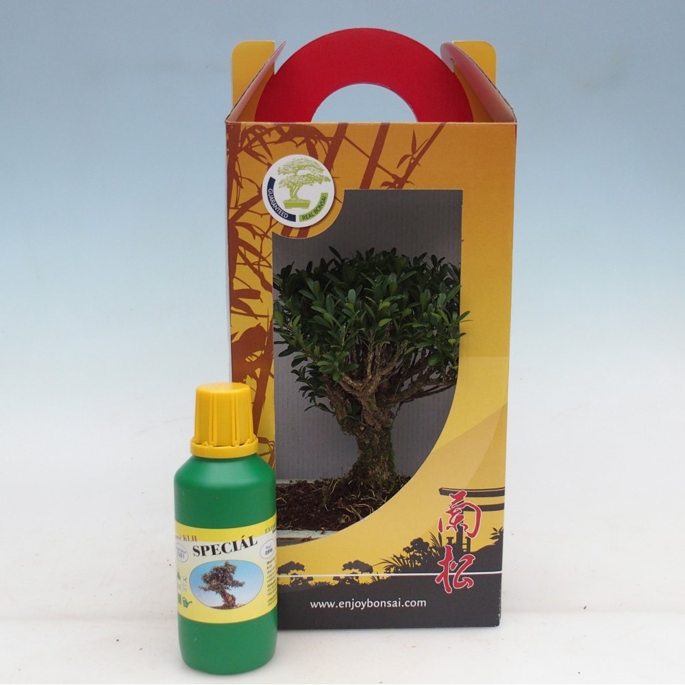 Bonsái de habitación en caja de regalo Buxus harlandii - buxus de corcho