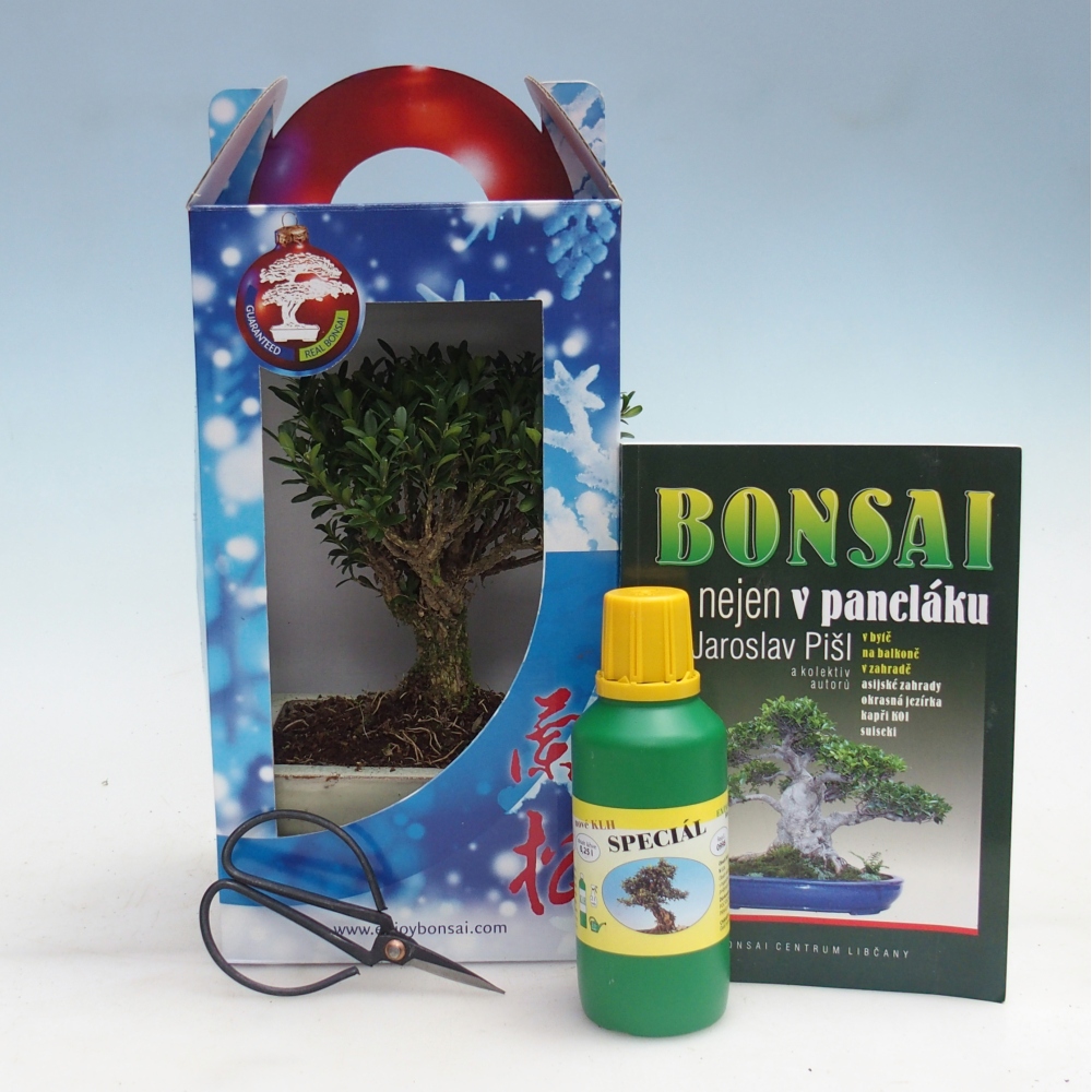 Bonsái de habitación en caja de regalo Buxus harlandii - buxus de corcho
