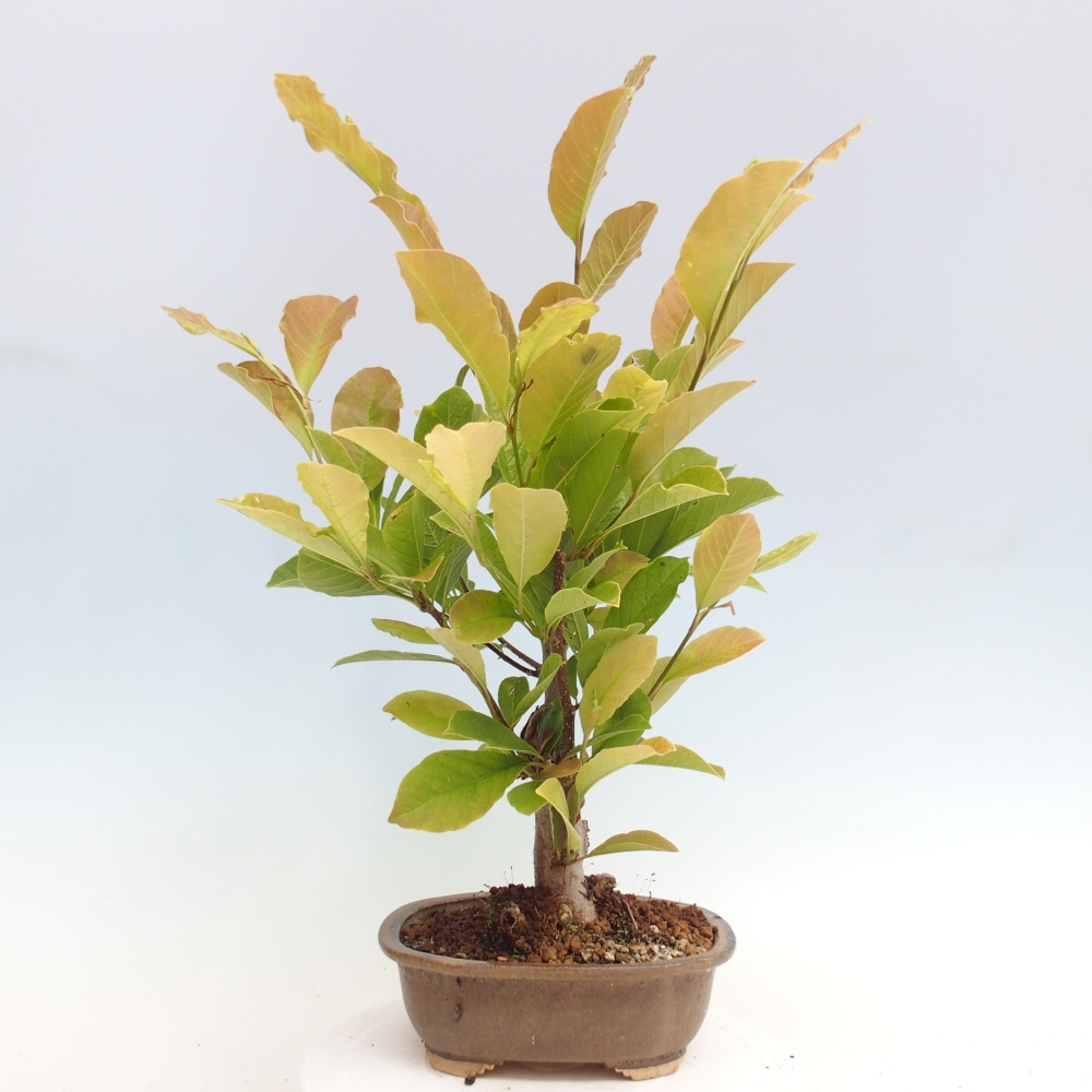 Bonsai de exterior - Magnolia loebneri merrill - Magnolia