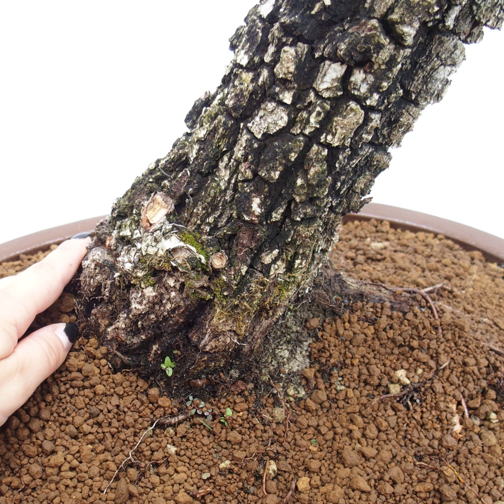 Yamadori - Quercus Ilex - Acebo de encina