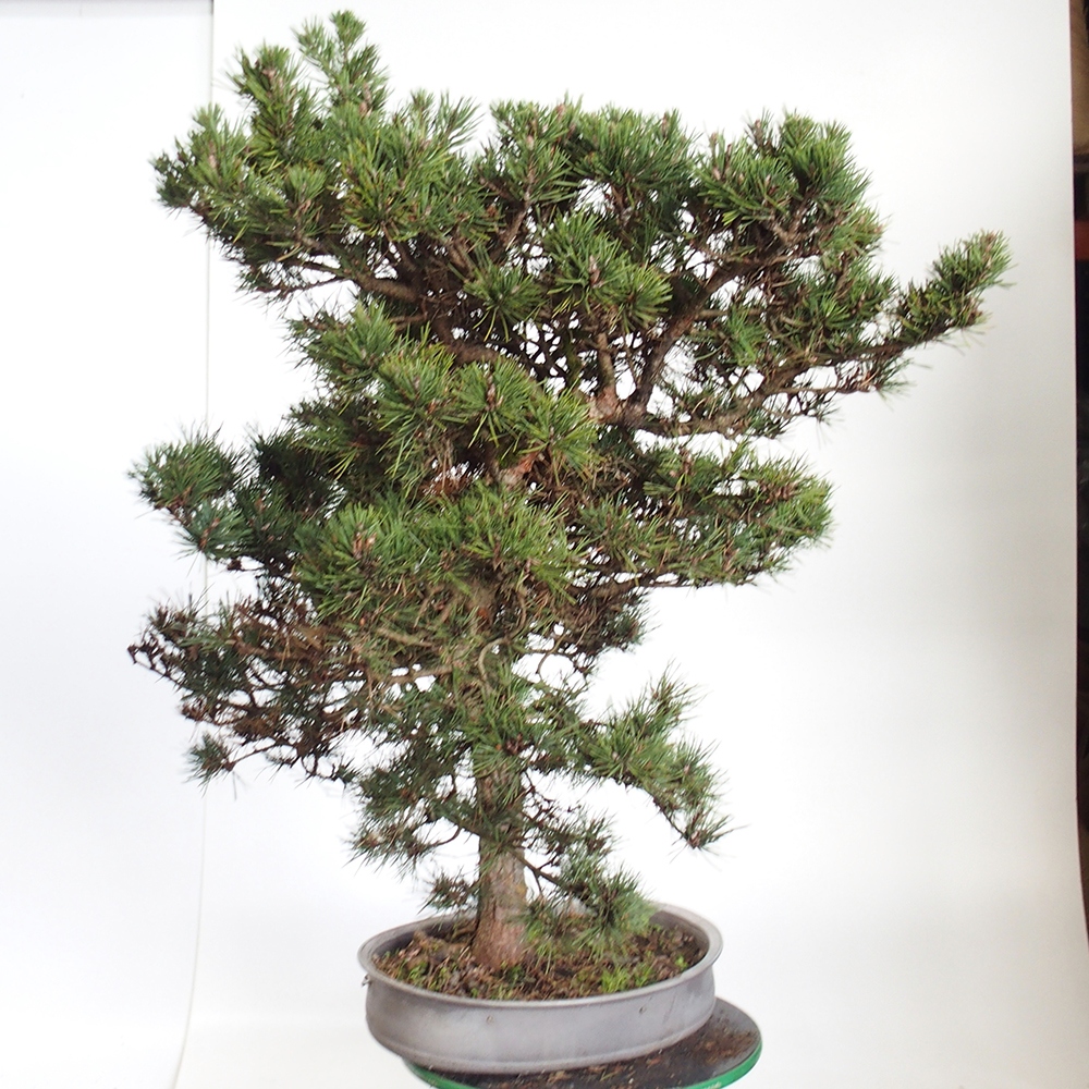 Yamadori - Pinus sylvestris España