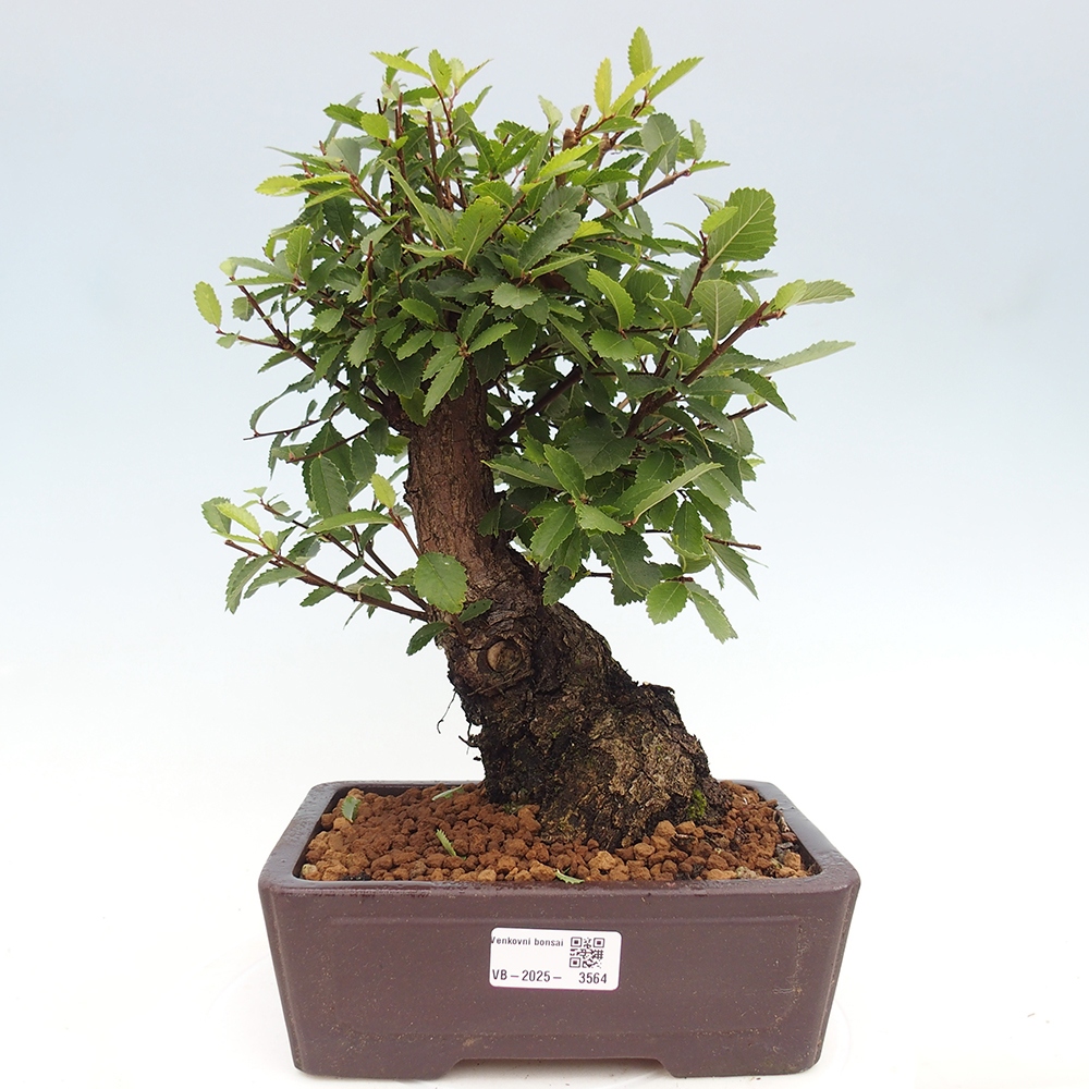Bonsai de exterior - Zelkova - Zelkova NIRE