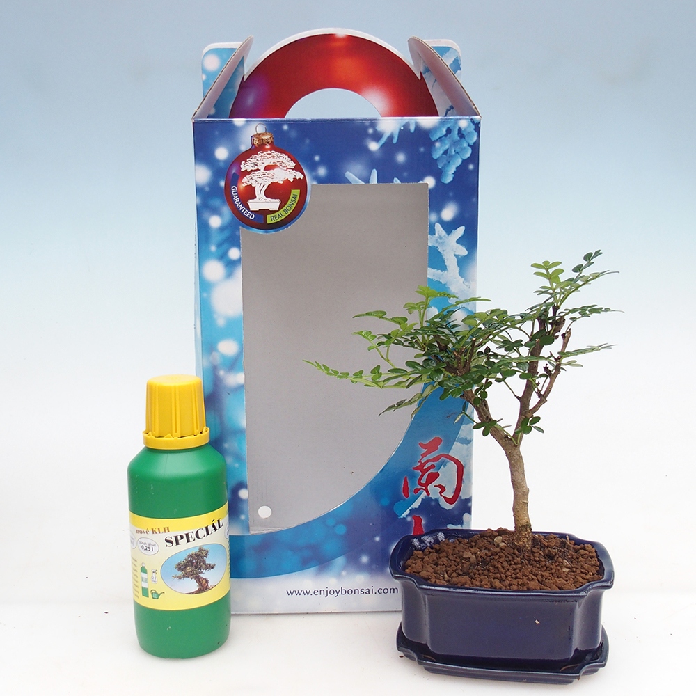 Bonsái de habitación en caja de regalo Zantoxylum piperitum - Pimentero