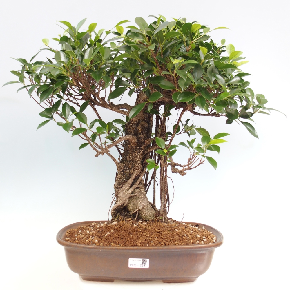 Bonsái de habitación - Ficus kimmen - ficus de hoja pequeña - SOLO RECOGIDA PERSONAL o transporte en palet