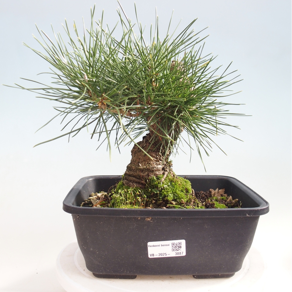 Bonsái de exterior - Pinus thunbergii - Pino Thunberg