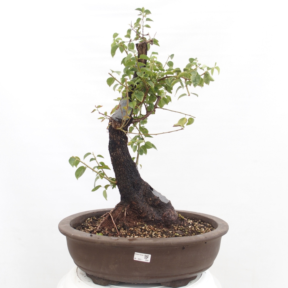 Bonsai de exterior - Mahalebka - Prunus mahaleb