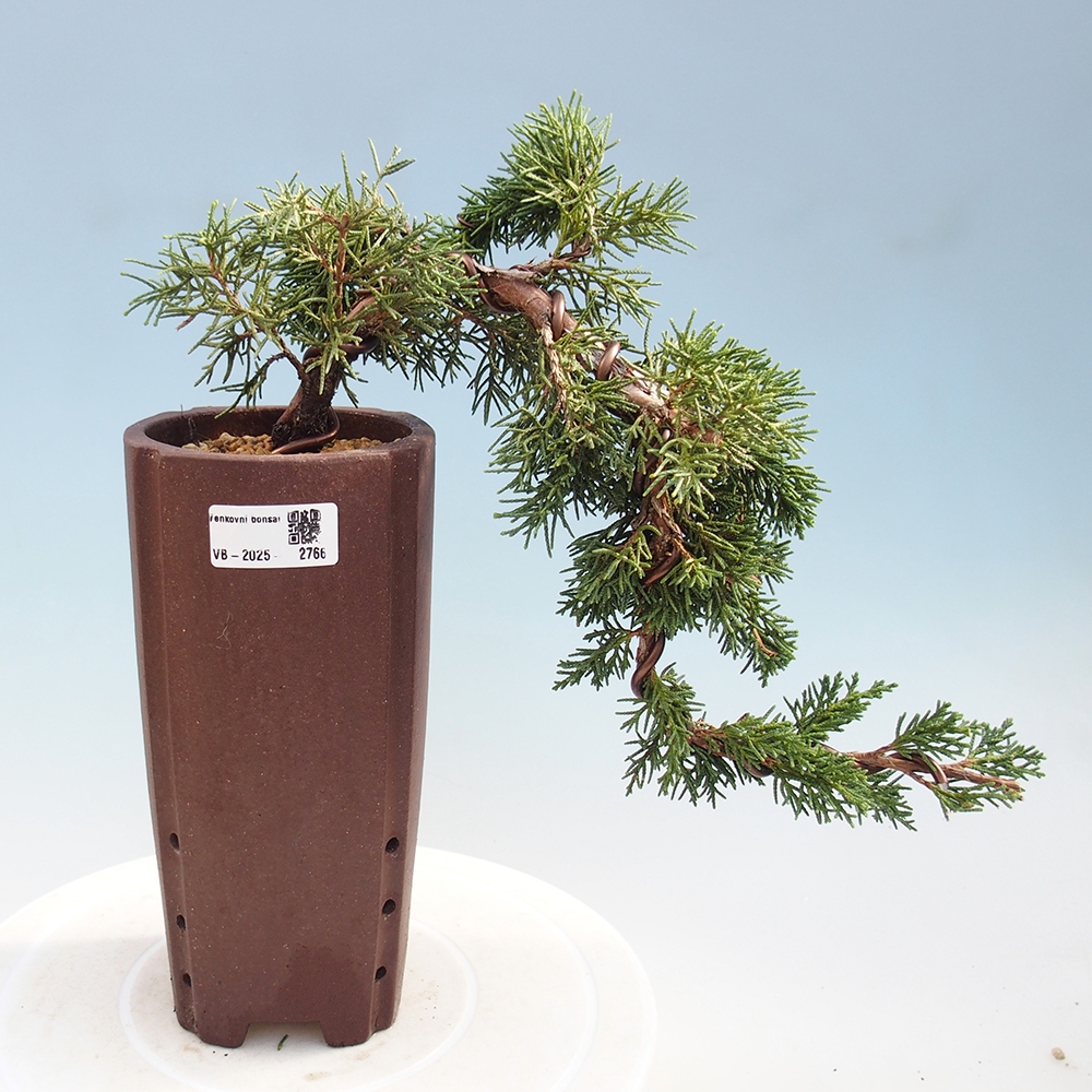 Bonsái de exterior - Juniperus chinensis Kishu