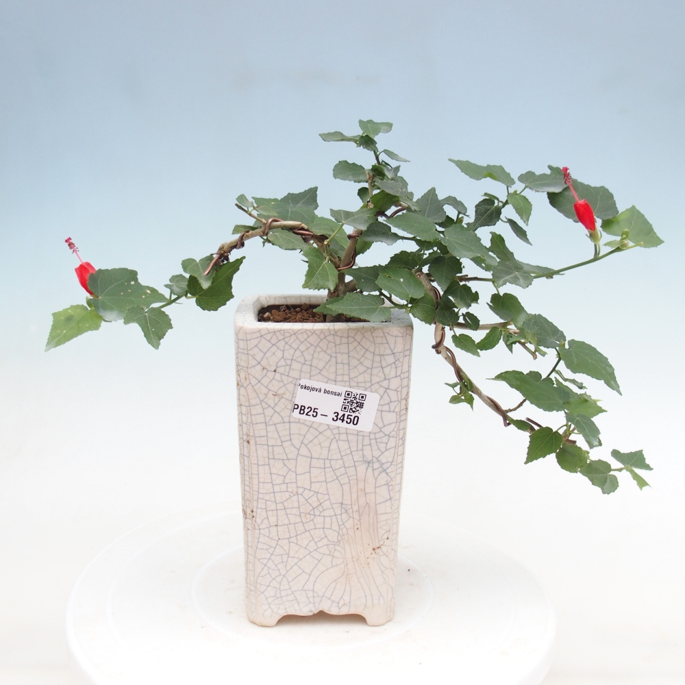 Bonsái de interior - Malvaviscus arboreus