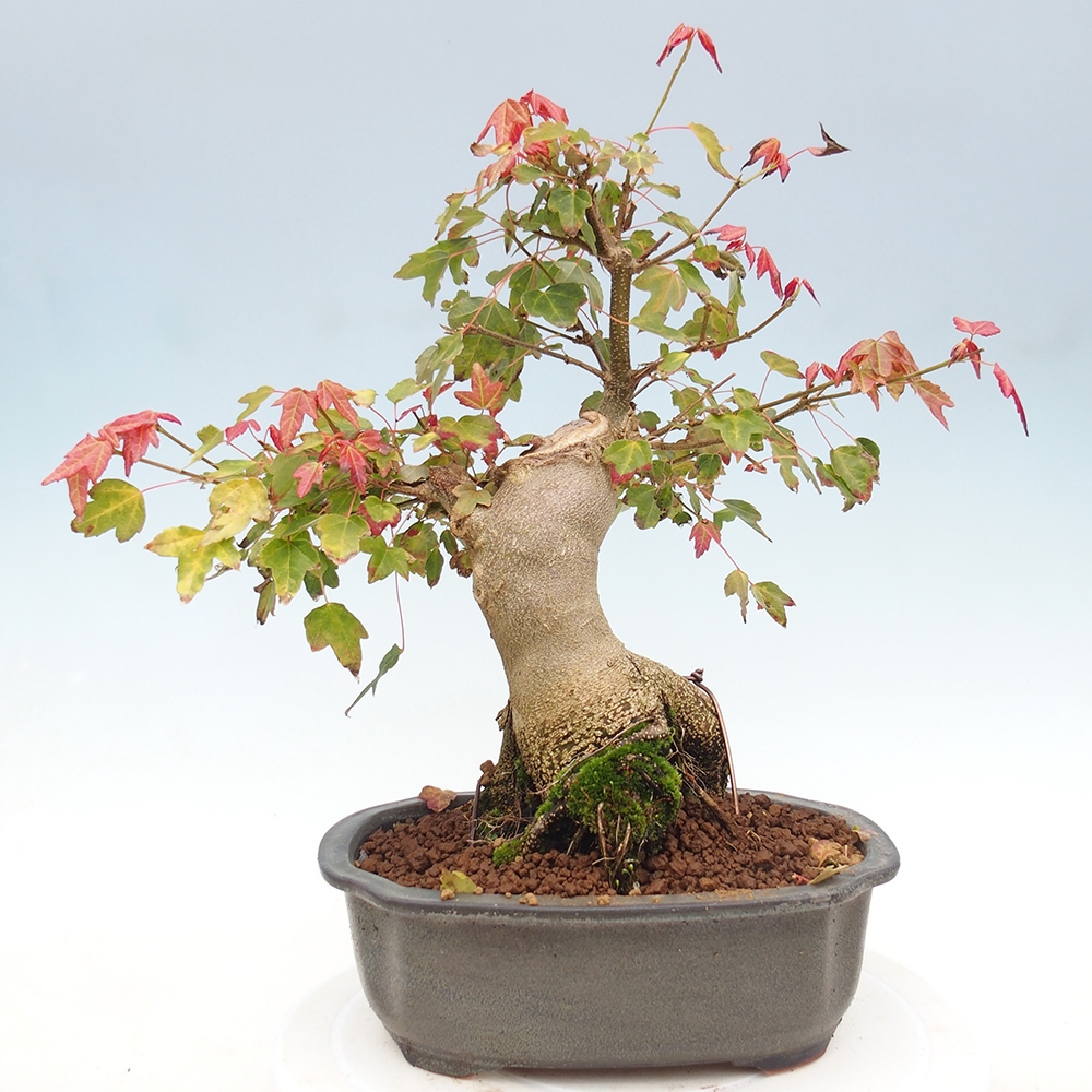 Bonsai de exterior - Acer Buergerianum - Arce hamburgués