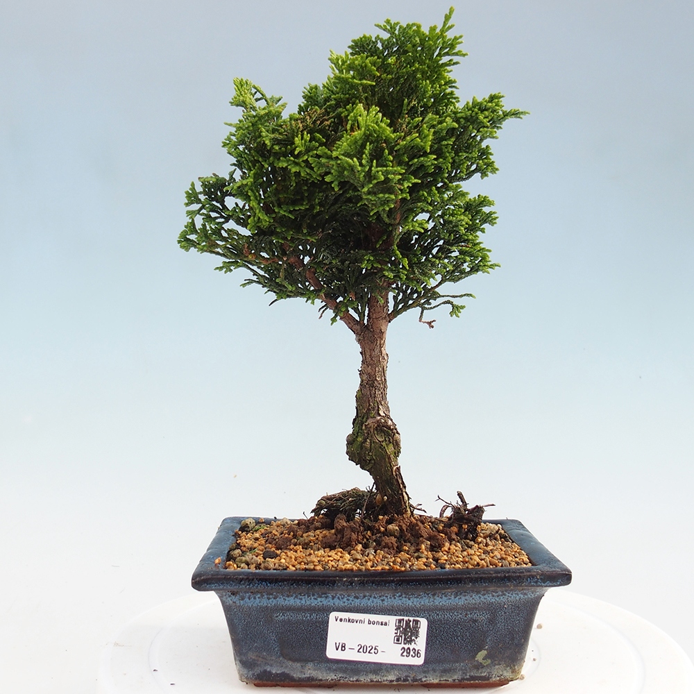 Bonsai de exterior - Cham.pis obtusa Nana Gracilis - Ciprés