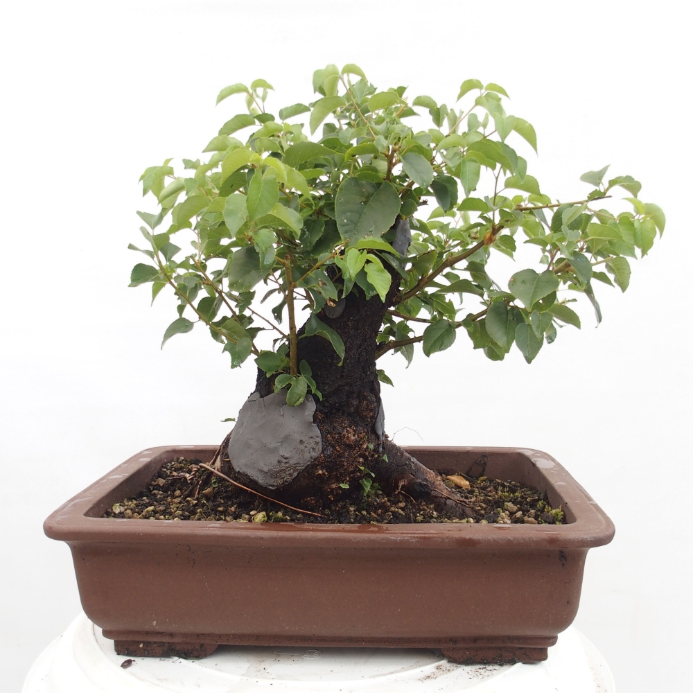 Bonsai de exterior - Mahalebka - Prunus mahaleb