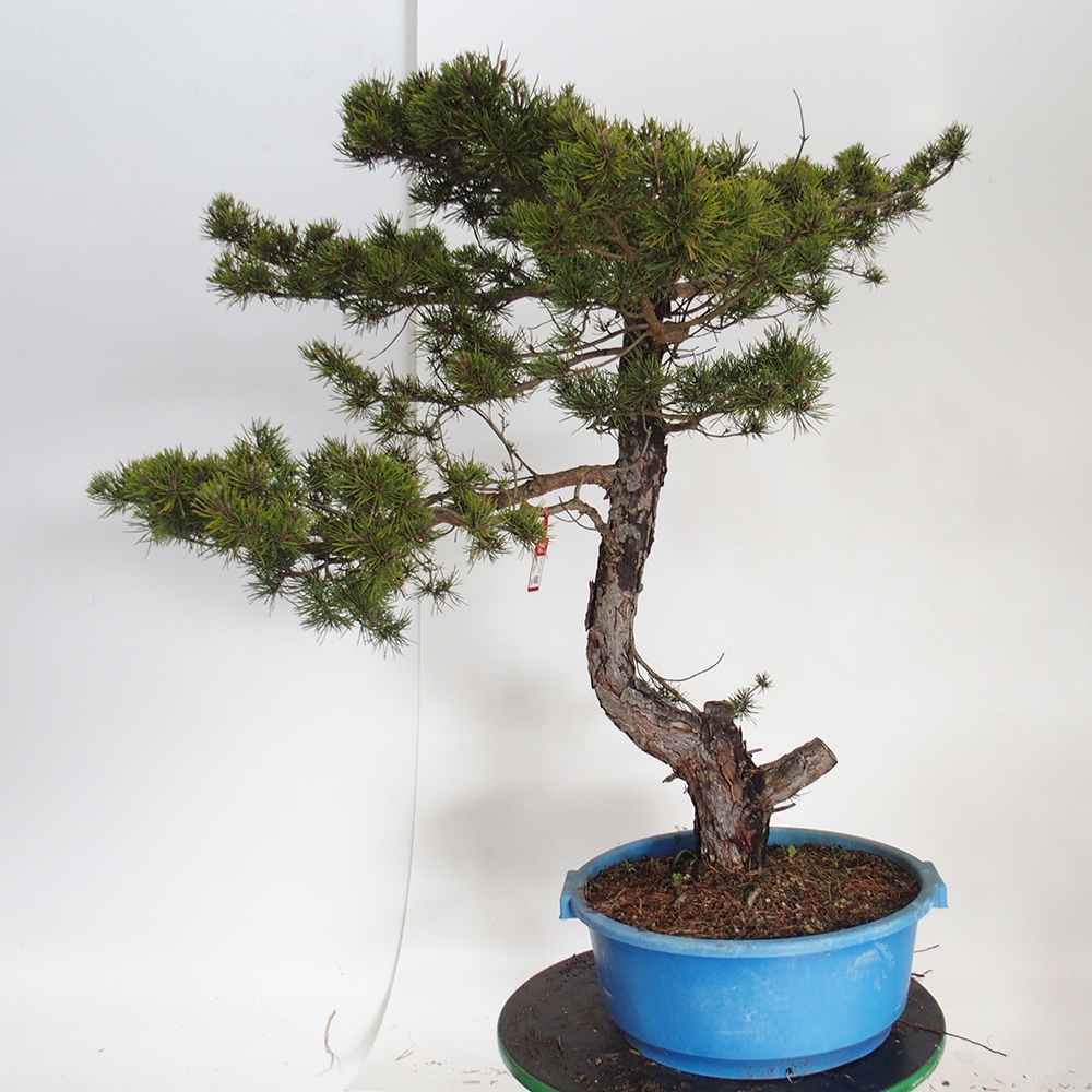 Yamadori - Pinus sylvestris España