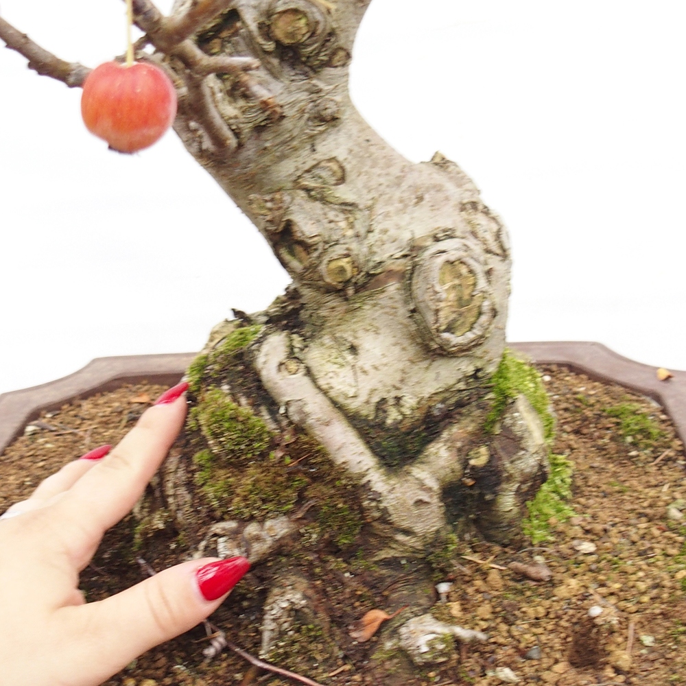 Bonsái de exterior -Malus halliana - Manzano de fruto pequeño