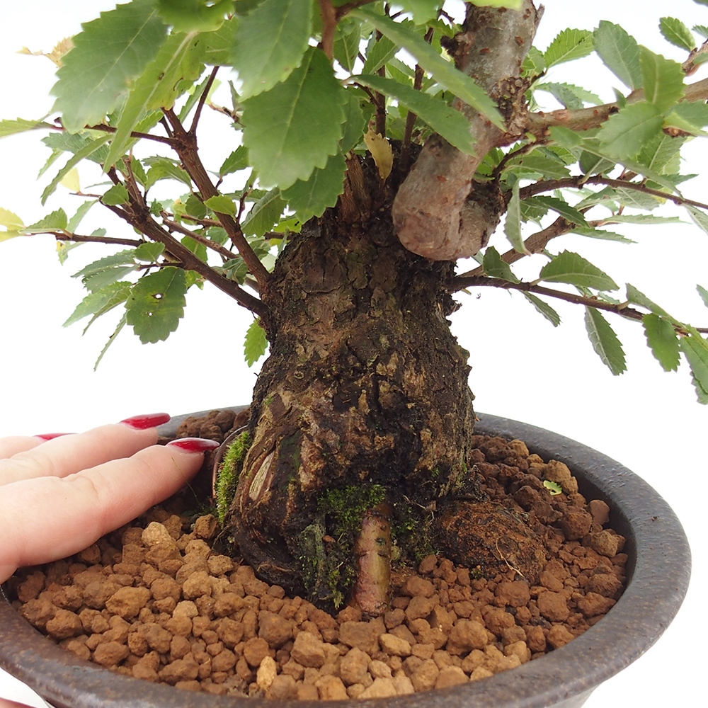 Bonsai de exterior - Zelkova - Zelkova NIRE