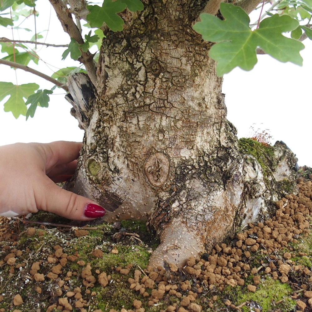 Bonsái de exterior -Javor babyka - Acer campestre