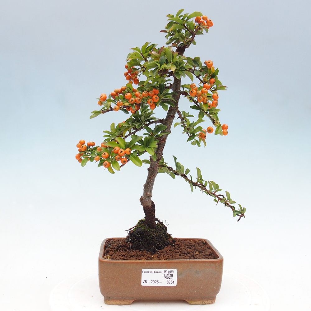 Bonsái de exterior-Pyracantha Teton -Hlox