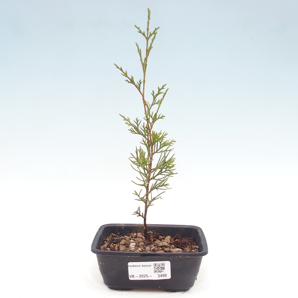 Bonsái de exterior - Juniperus chinensis Itoigawa