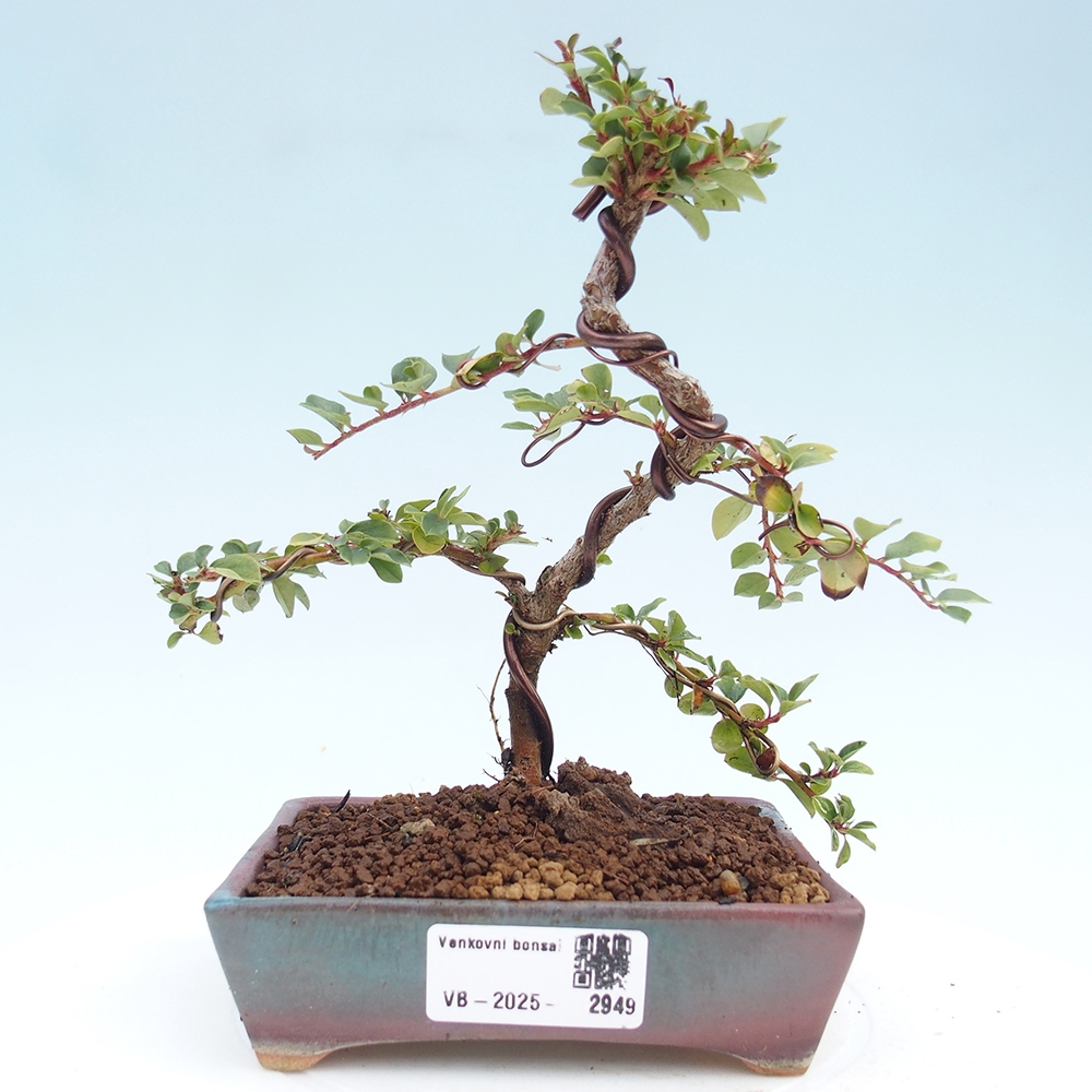 Bonsai de exterior - Cotoneaster horizontalis - Montañas Rocosas