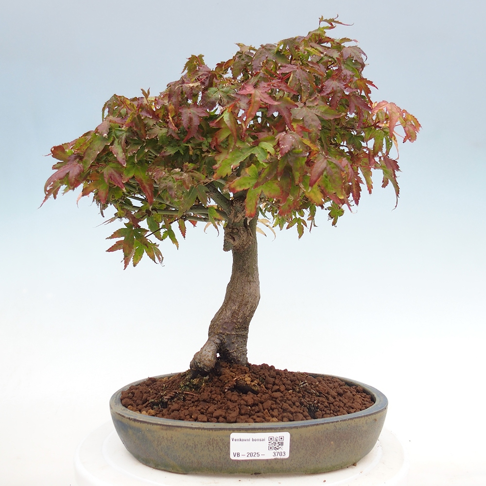Acer palmatum KIOHIME - Arce palmito